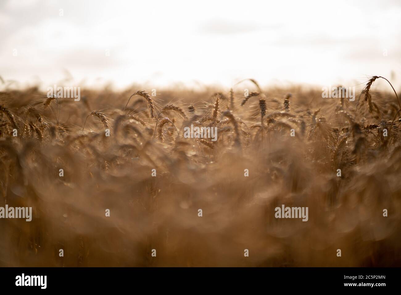 wheat field before harvest Stock Photo - Alamy