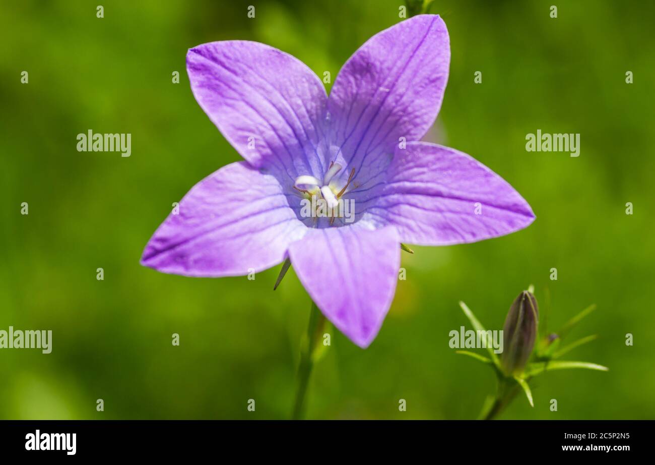 artistic portait with bokeh background of a harebell (campanula rotundifolia) in a mountain meadow with blurred bokeh bakground Stock Photo