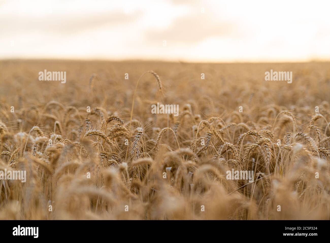 wheat field before harvest Stock Photo - Alamy