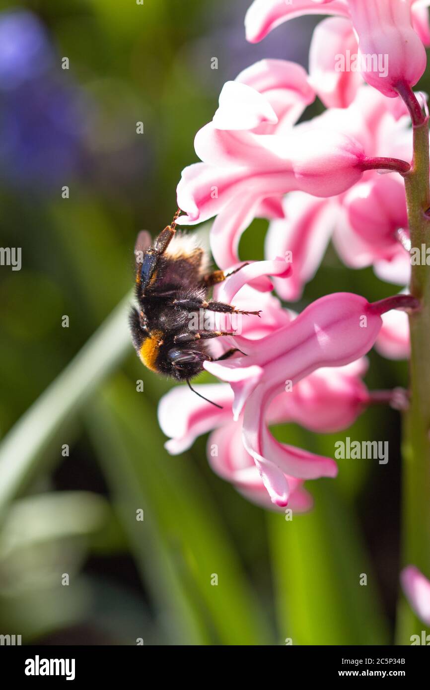close up of a bumble bee on pink hyacinthus blossom with beautiful blurred bokeh background; save the bees pesticide free biodiversity concept Stock Photo