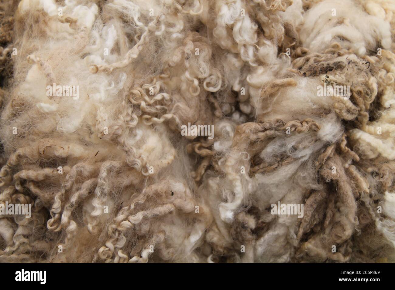 A Background Image of a Freshly Cut Sheep Wool Fleece Stock Photo - Alamy