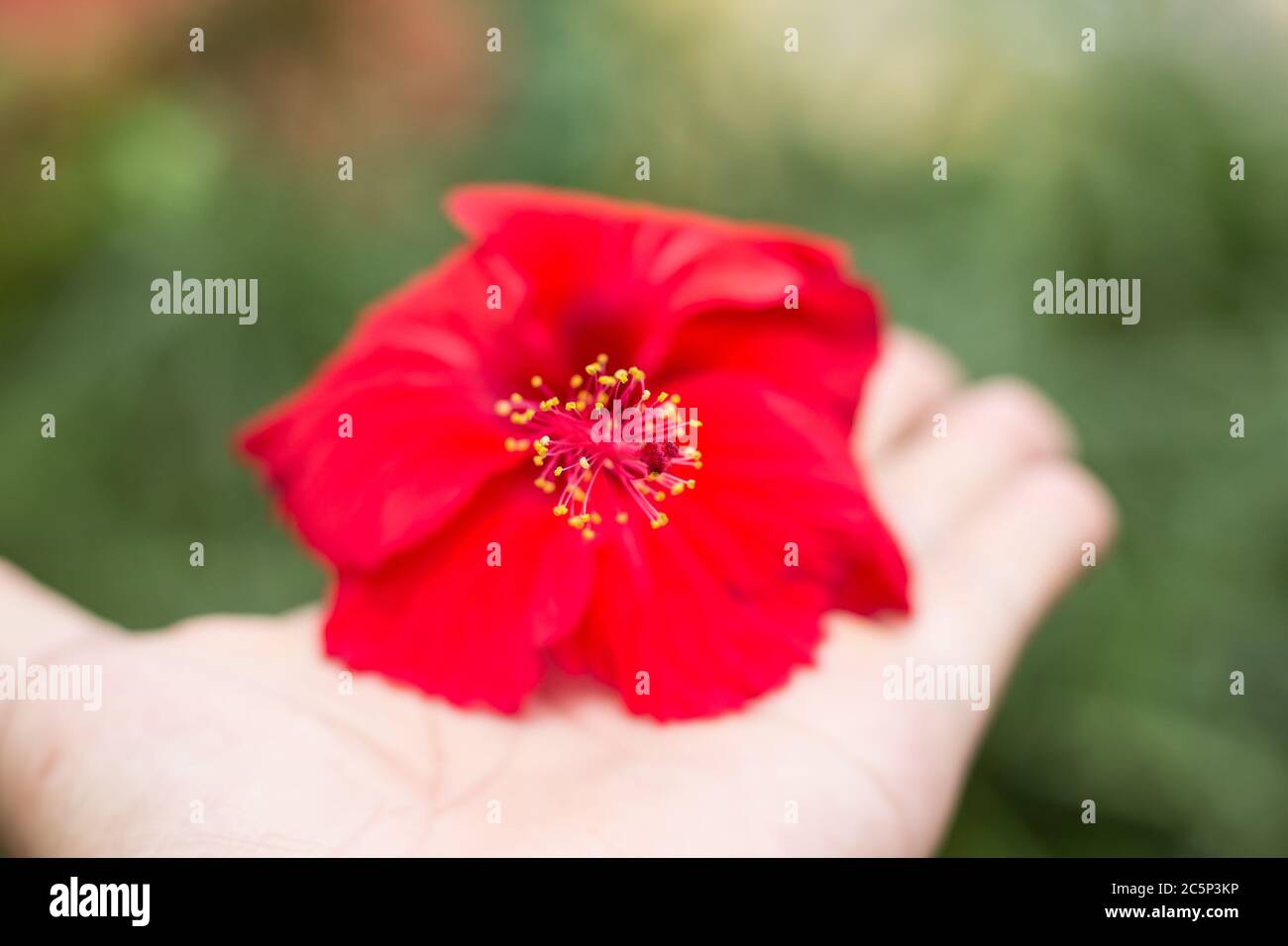 Close up Pollen of red Hibiscus rosasinensis or Cooperi on hand Stock