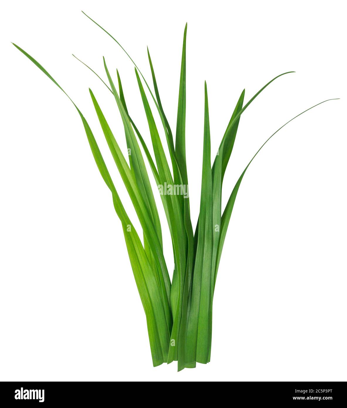 Blade of grass isolated on white background. Clipping Path included for