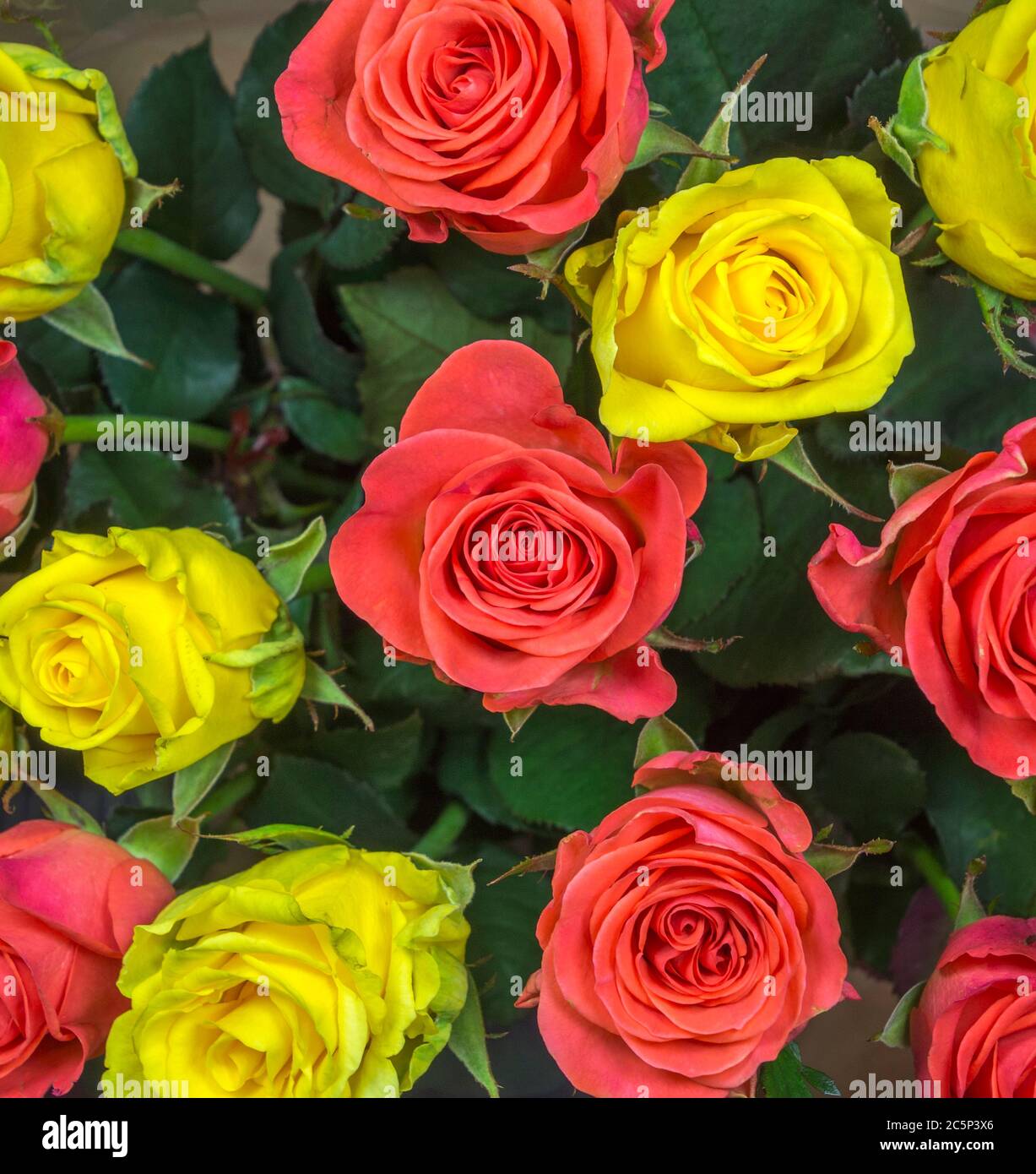 Yellow Roses With Red Edges Close up of yellow and red roses Stock Photo - Alamy