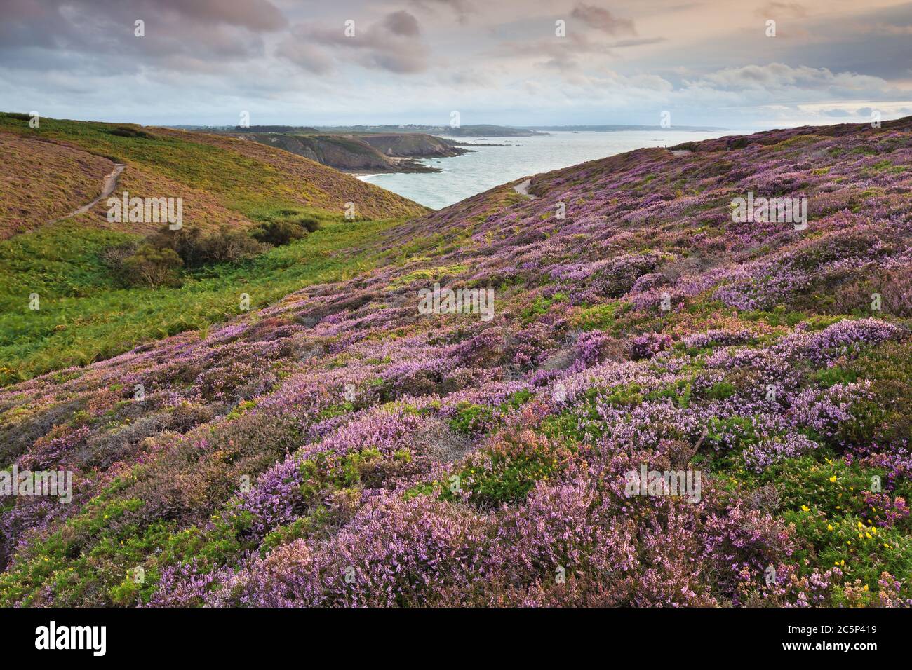 Heath by the sea coast at Cap Frehel Brittany, France Europe Stock Photo