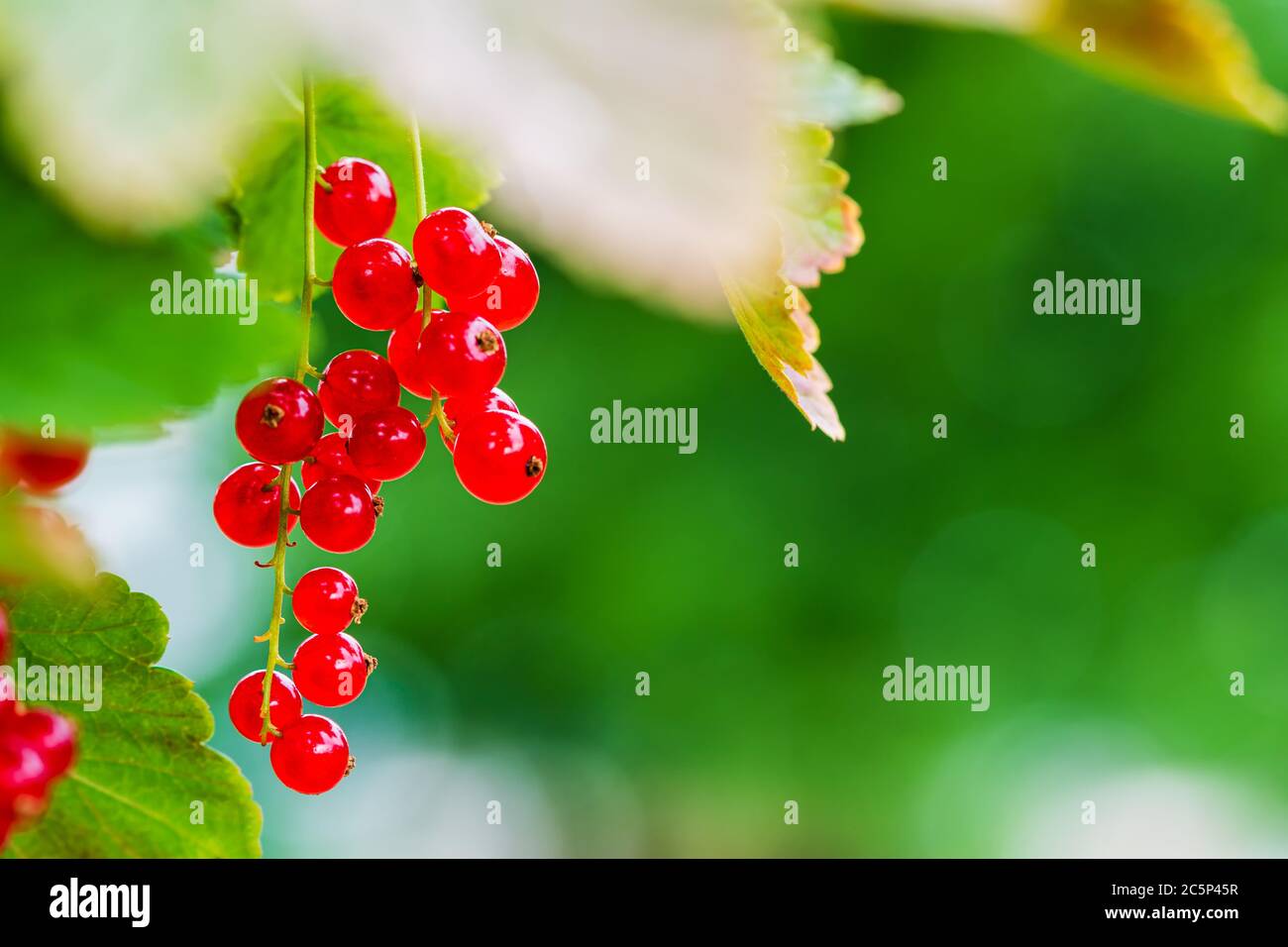 Close-up of a bunch of ripe red currant hanging from a bush in sunlight. Macro shot with background blur, bokeh and copyspace. Fresh summer fruit. Stock Photo