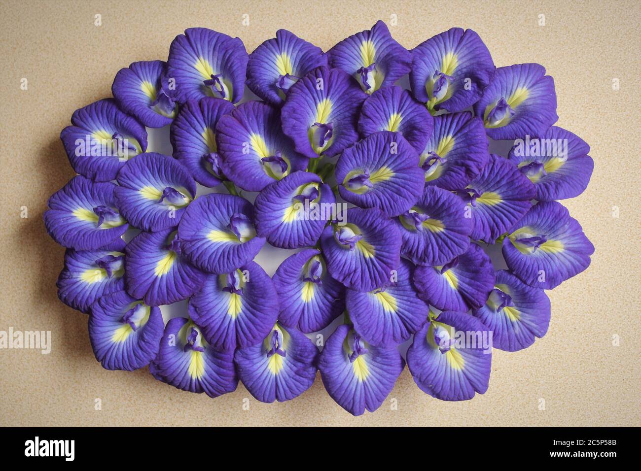 Butterfly pea flower or Clitoria ternatea flowers photo isolate on cream color top view Stock Photo