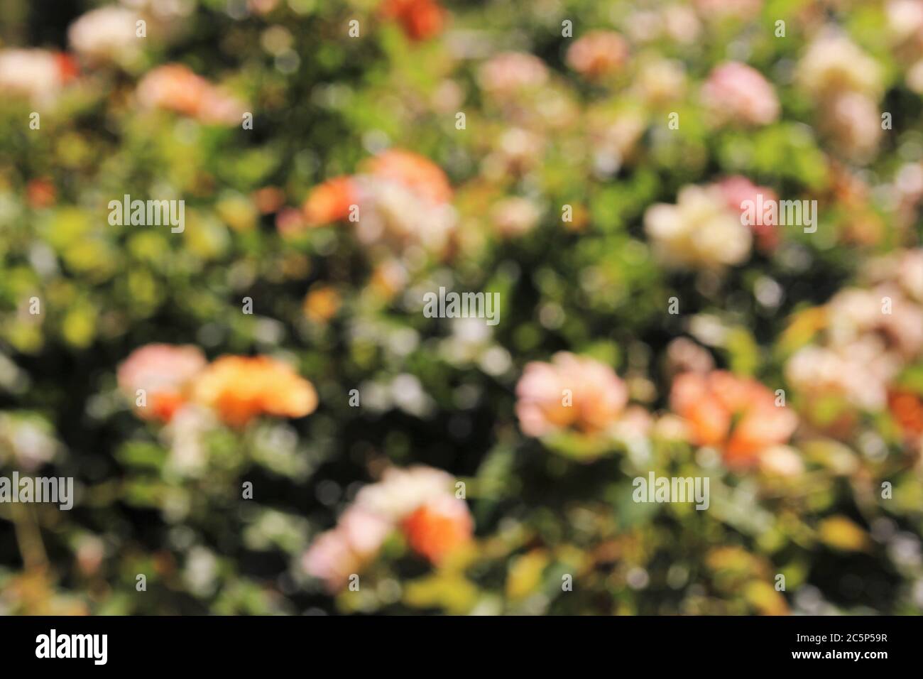 Blurry Roses Blurry rose flower in garden photo background Stock Photo - Alamy