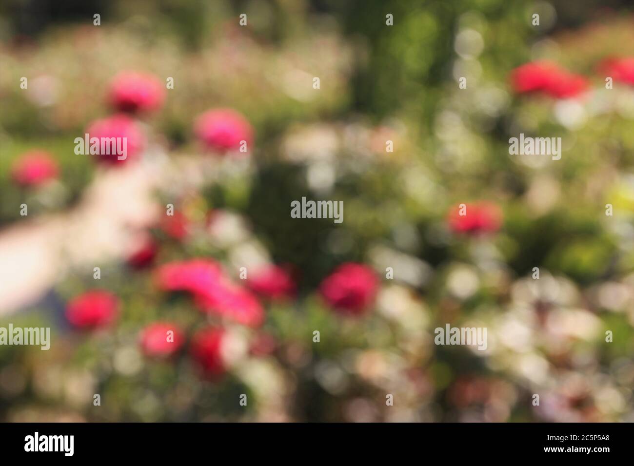 Blurred rose flower hi-res stock photography and images - Alamy