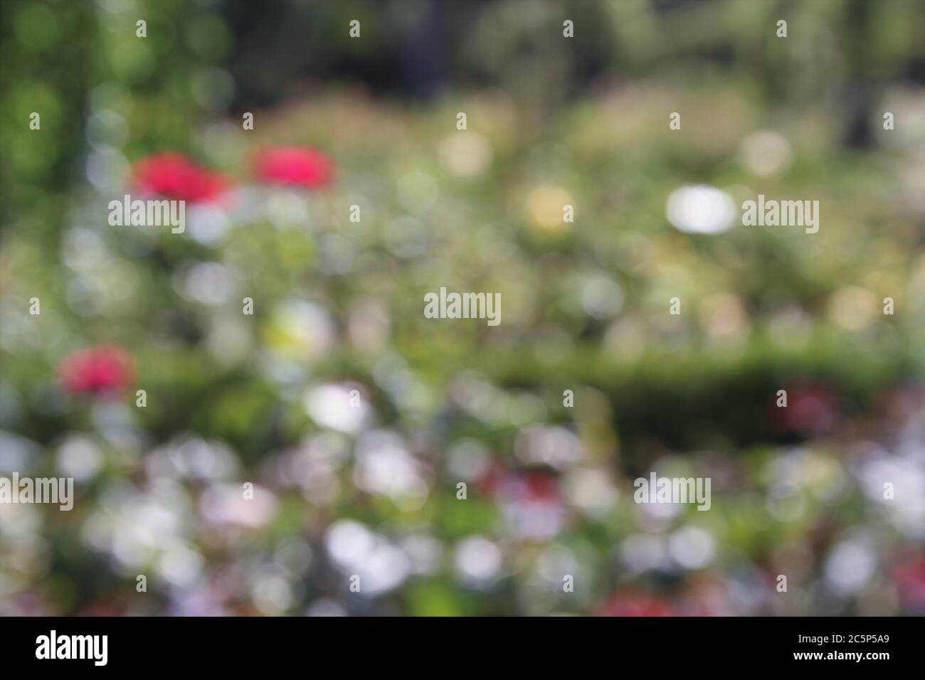 Blurred rose flower in garden photo background Stock Photo - Alamy