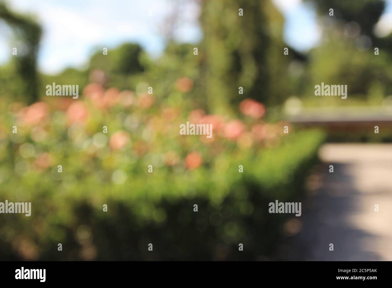 Blurred rose flower in garden,blur background Stock Photo - Alamy