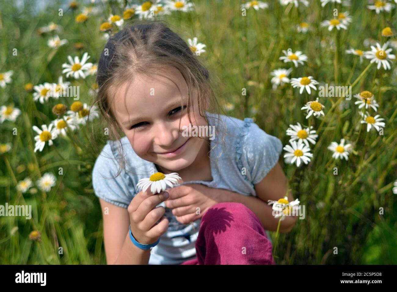 Cute little girl with chamomile in flower field Stock Photo - Alamy