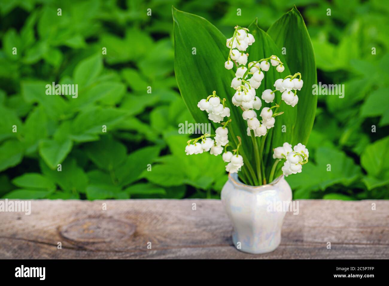 Spring flower lily of the valley. Lily of the valley. Flower Spring Sun White Green Background Horizontal. Ecological background Blooming lily of the Stock Photo
