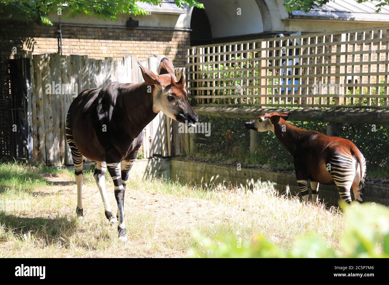 The shy and elusive okapi and her baby at London Zoo, in Regents Park, UK Stock Photo