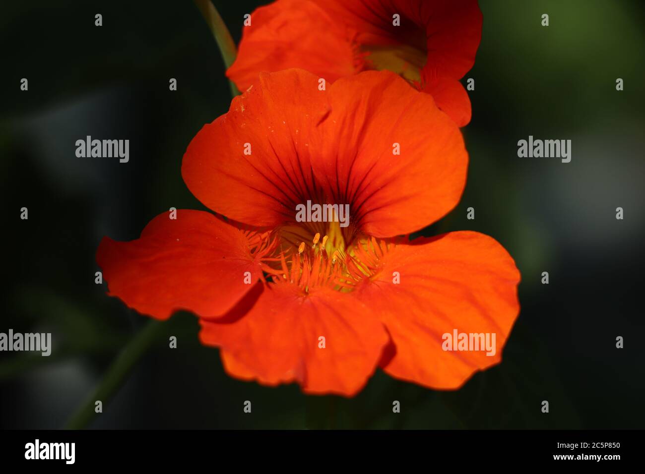 Bloom boom flower hires stock photography and images Alamy