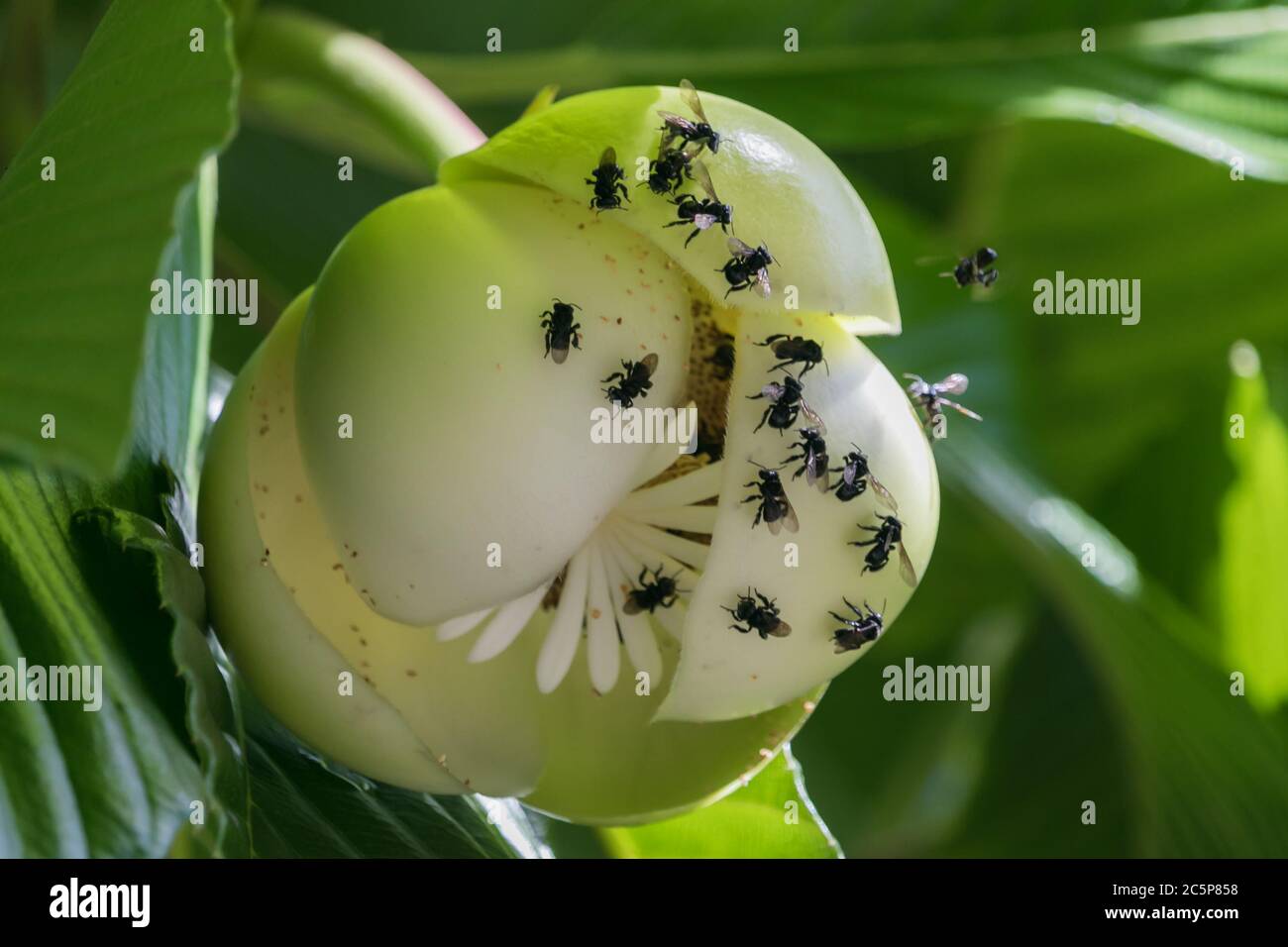 If you are sweet enough to make bees go crazy, it means you are a good flower Stock Photo