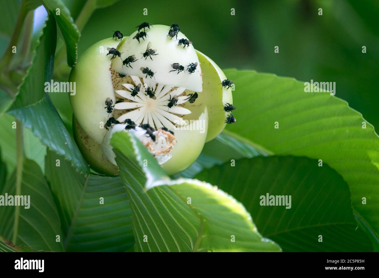 The elephant apple tree flower is just out of this world Stock Photo