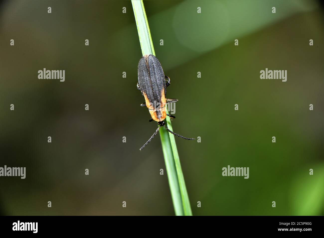 Black and brown soldier beetle Stock Photo Alamy