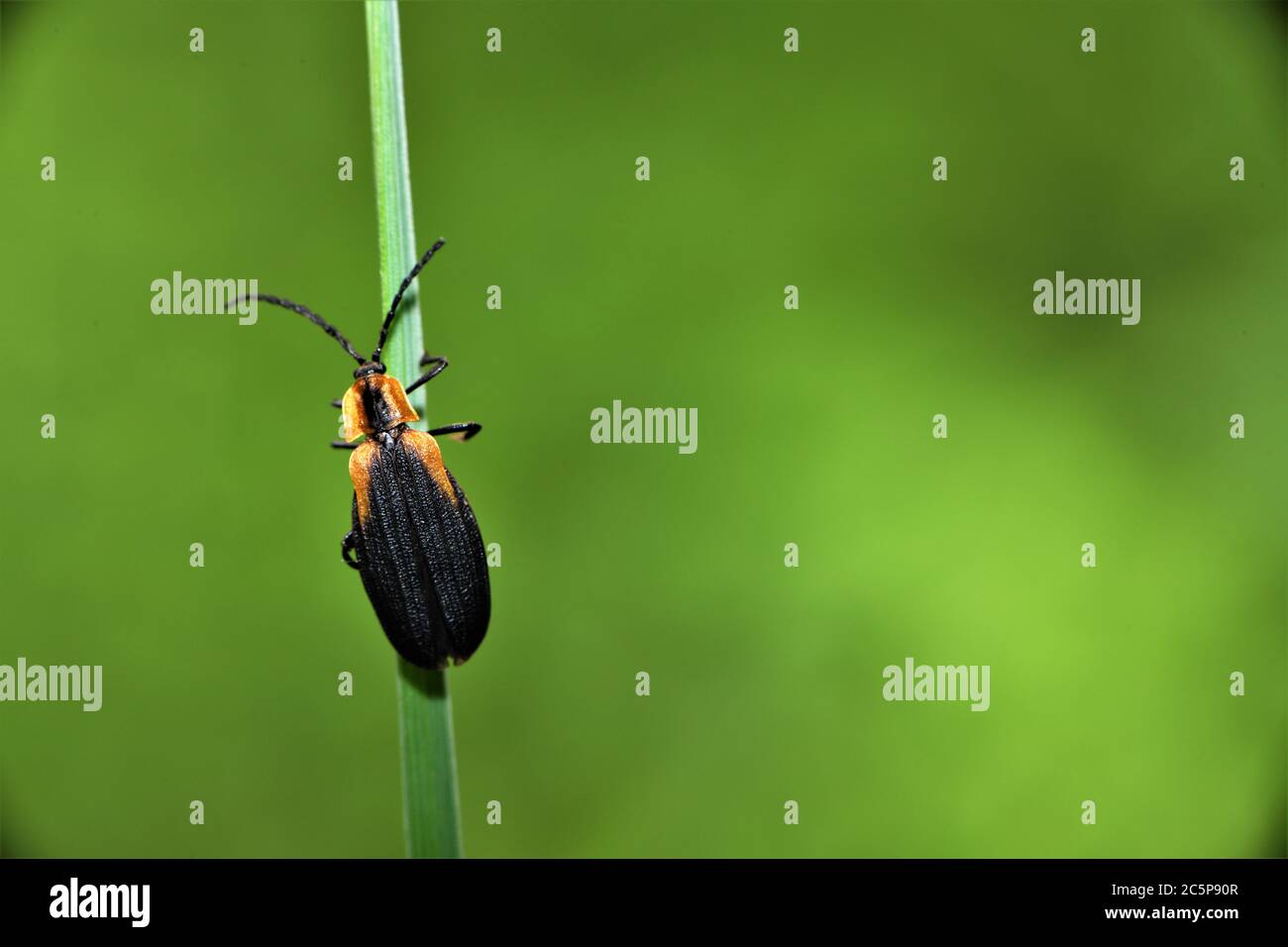 Black soldier beetle hires stock photography and images Alamy