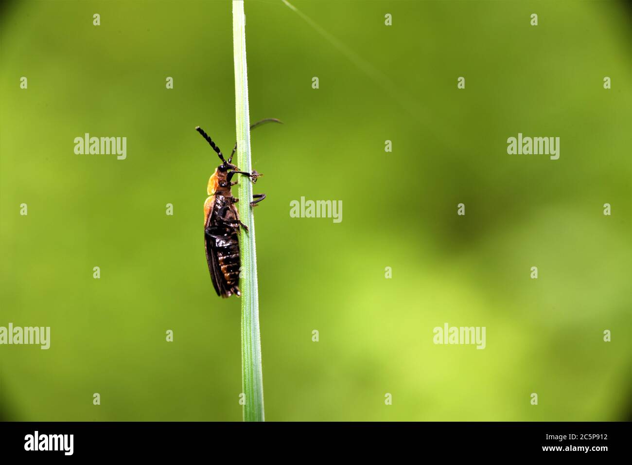 Black and brown soldier beetle Stock Photo Alamy