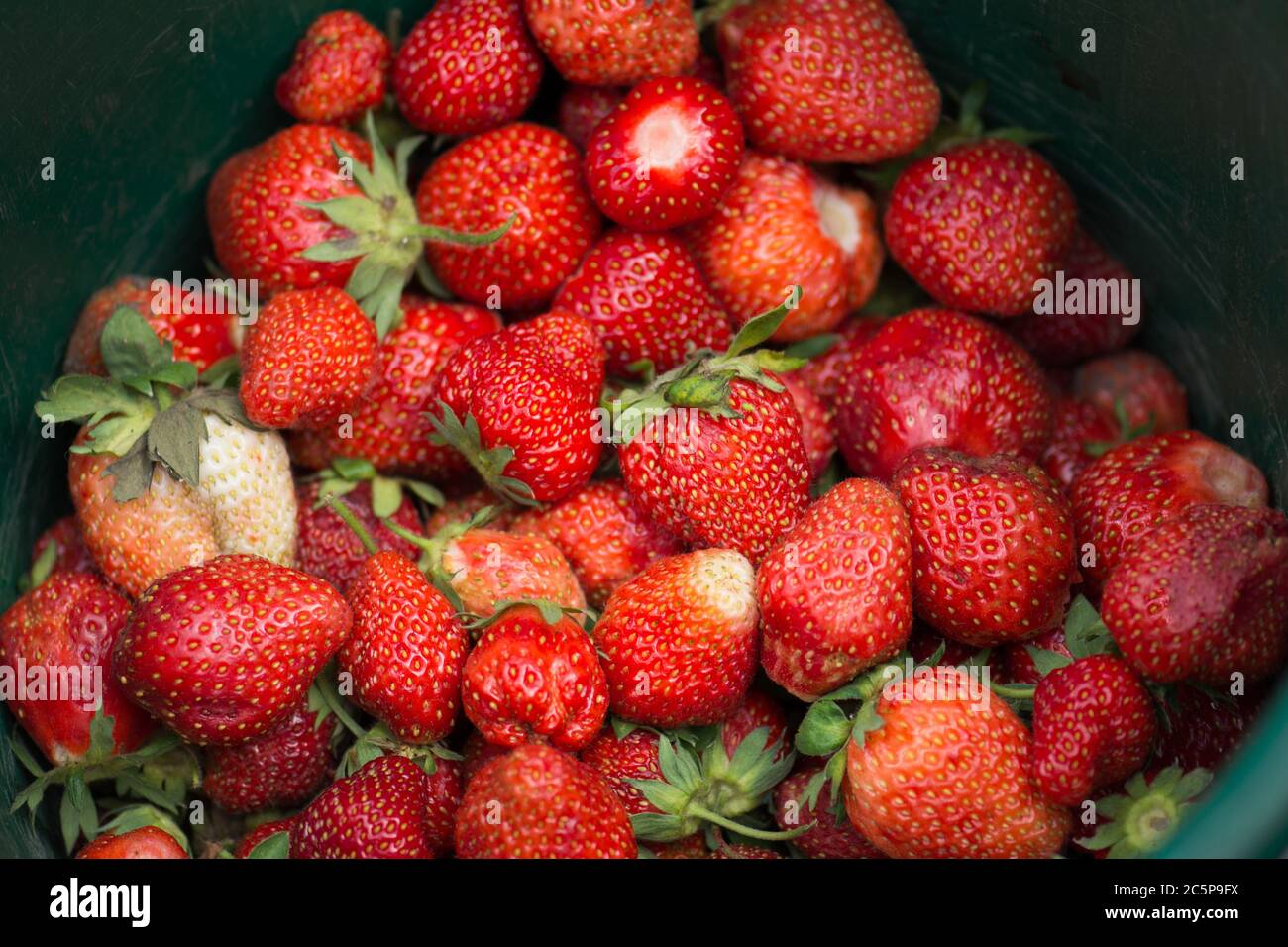Background of ripe strawberries. Heap of ripe red strawberries. Set of ...