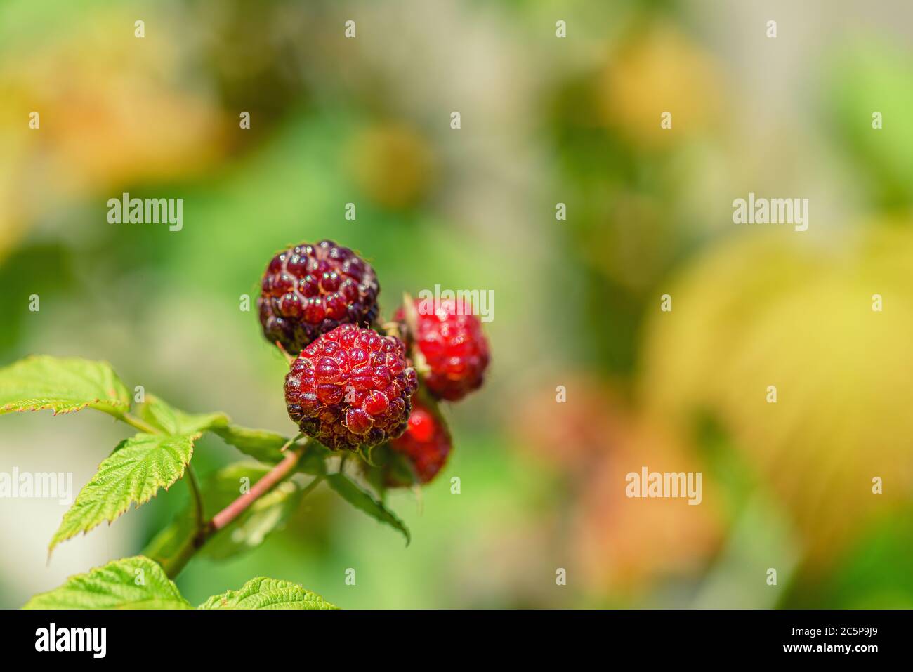 Photo ripe raspberries branch. Red raspberries. Red berry with green leaves in the sun. Raspberries branch in the garden. Raspberries in the sun. Stock Photo