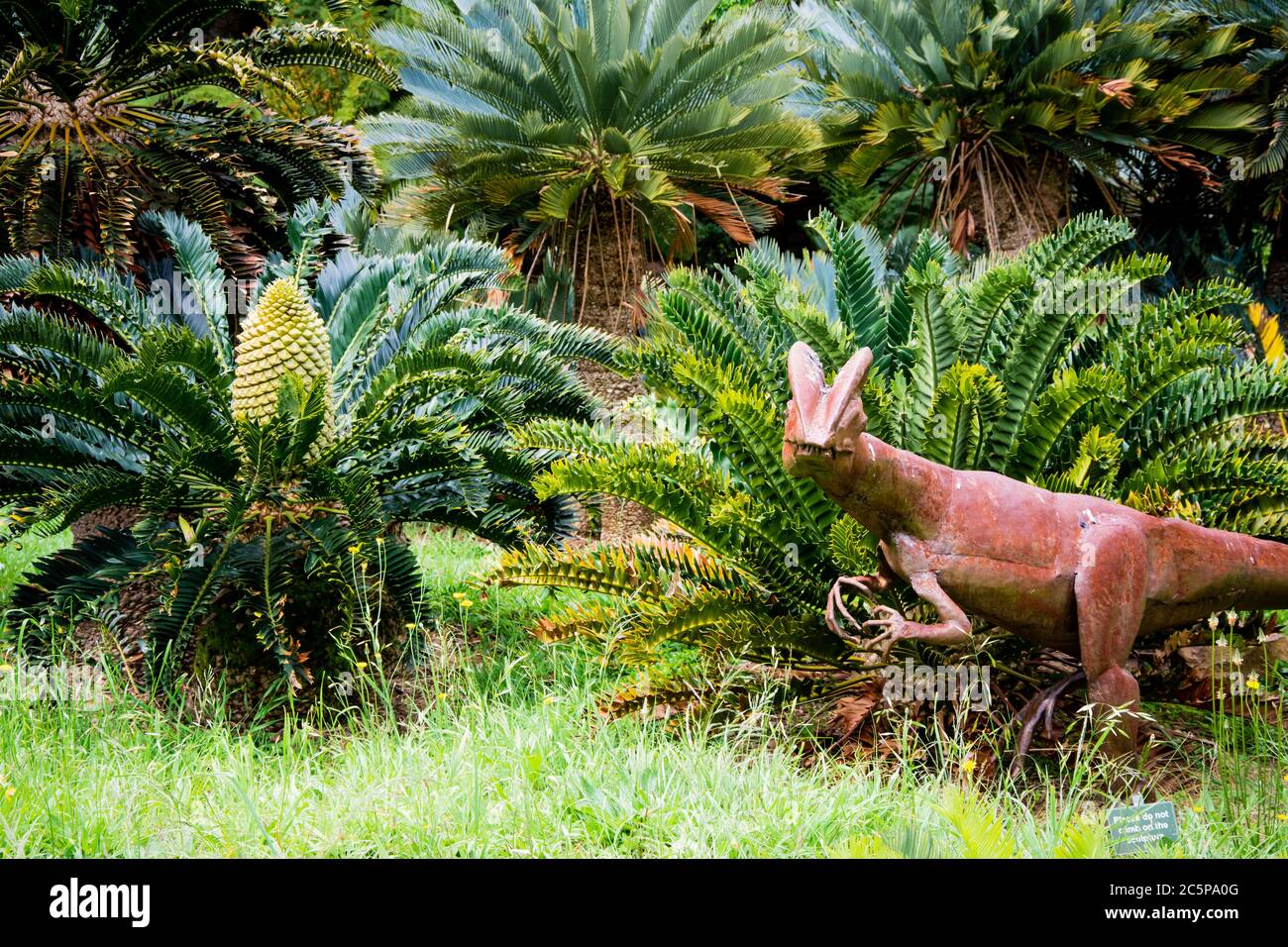 A dinosaur sculpture roams amongst the Cycads in Cape Town Botanical