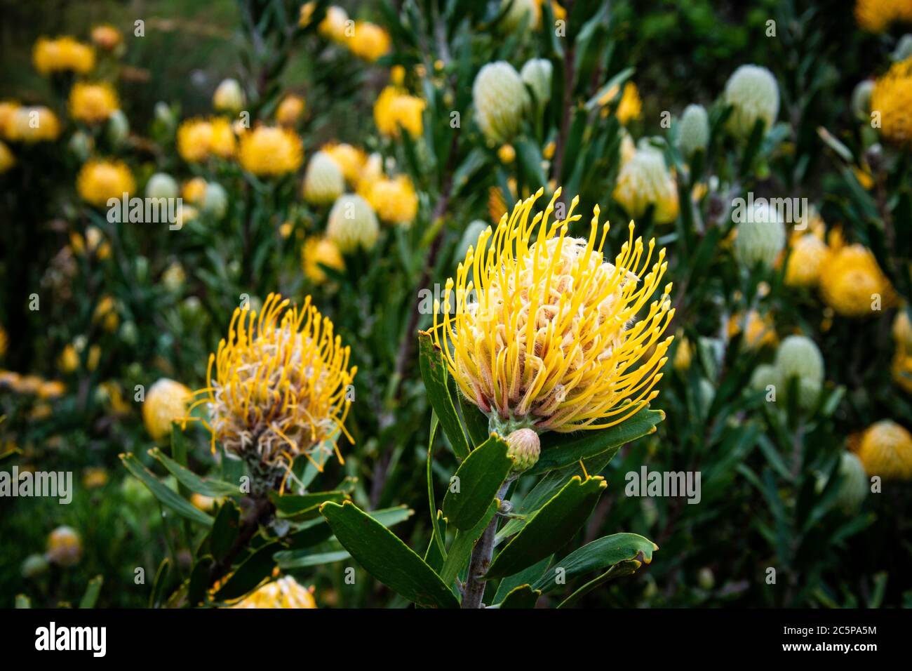 A display of Pincushion Proteas in Cape Town Botanical Gardens, South Africa Stock Photo