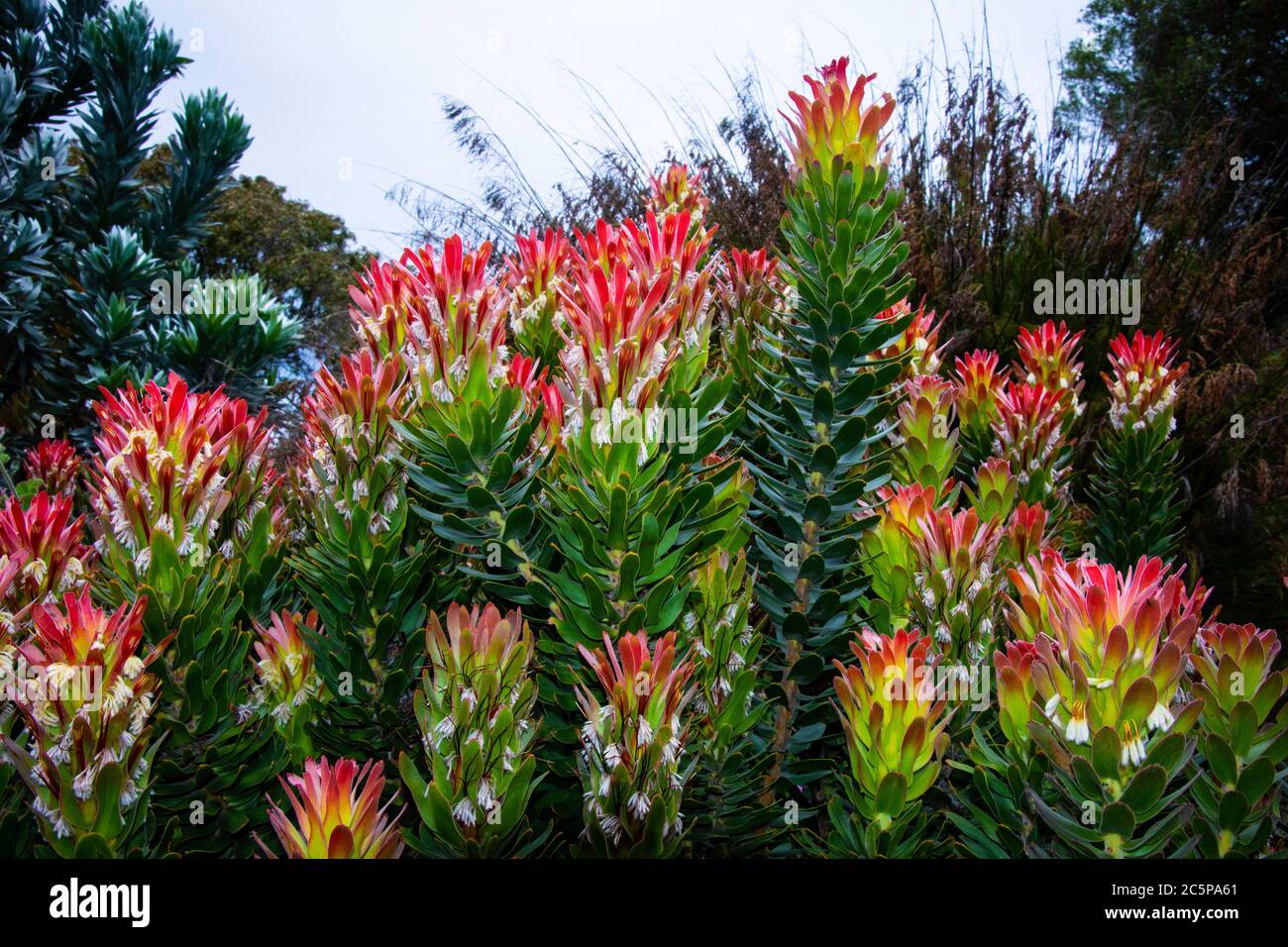 Common Pagoda pictured in Cape Town Botanical Gardens, South Africa Stock Photo
