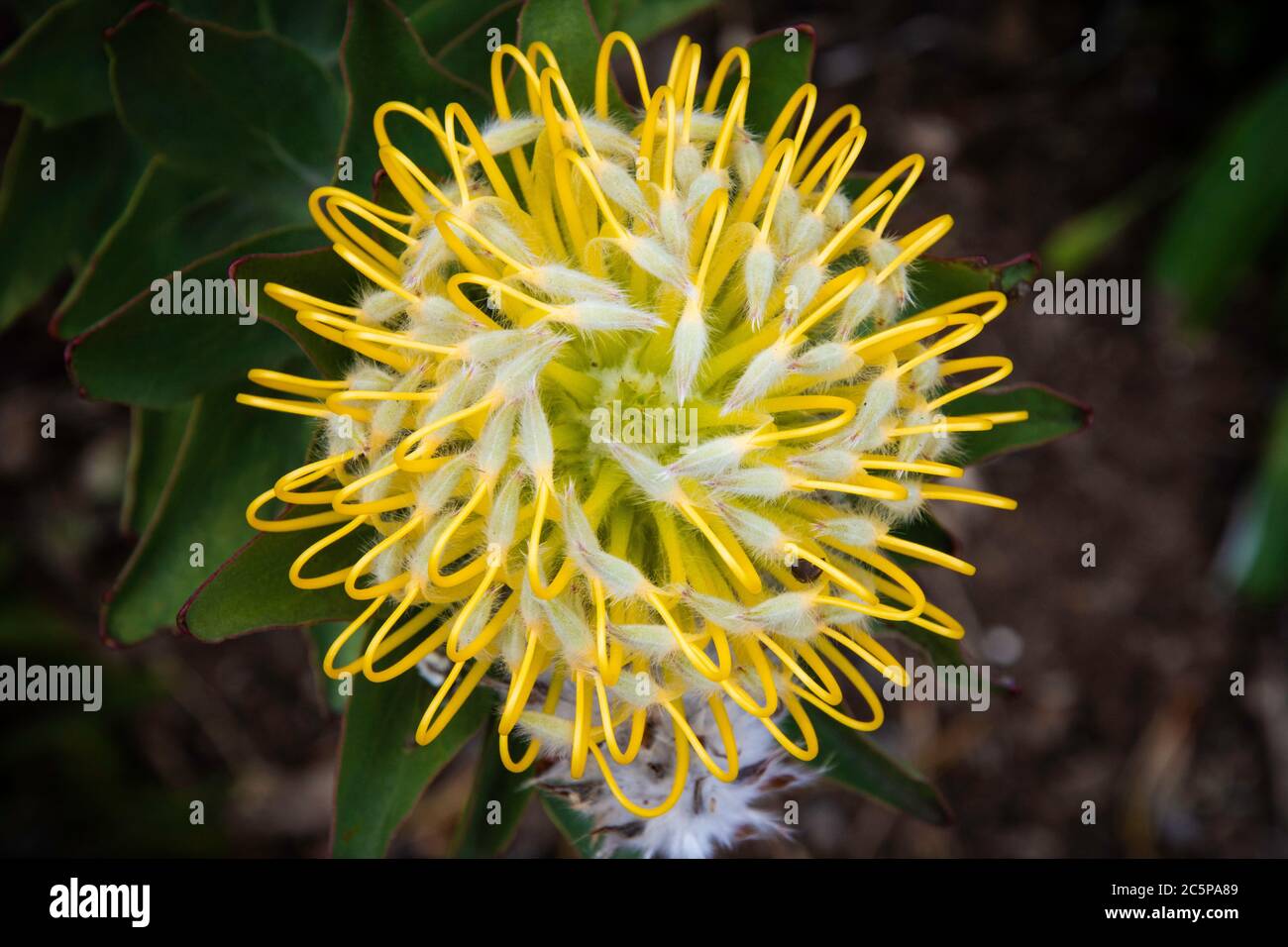 Close-up of a Pincushion Protea in Cape Town Botanical Gardens, South Africa Stock Photo