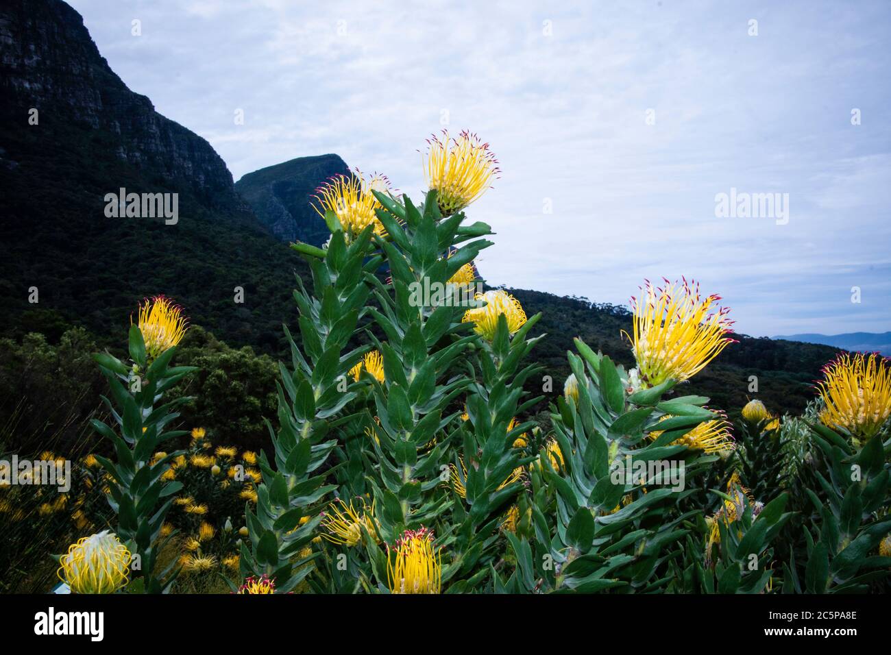 Pincushion Protea in Cape Town Botanical Gardens, South Africa with Table Mountain to the rear Stock Photo