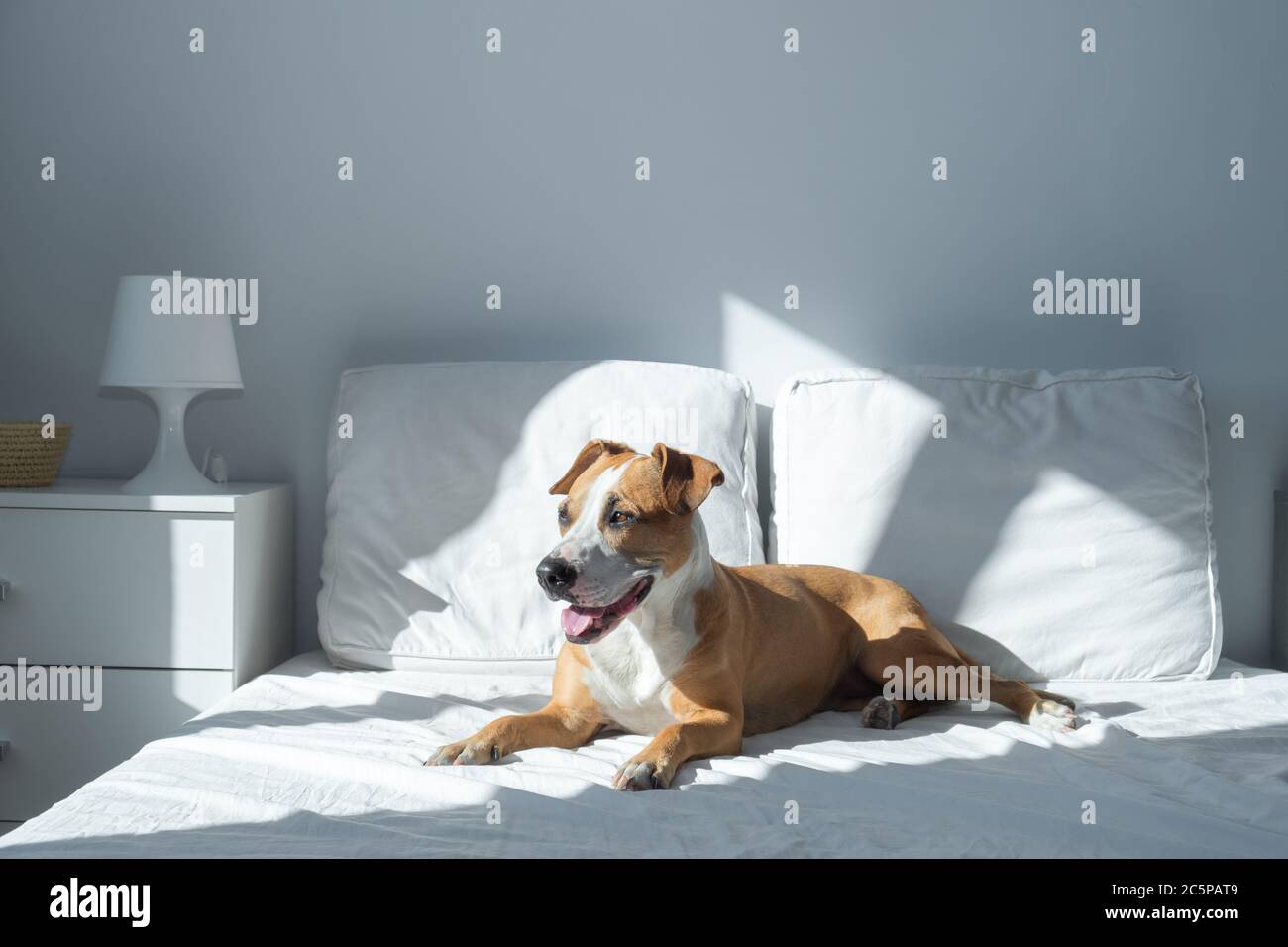Modern mutt dog bed sales