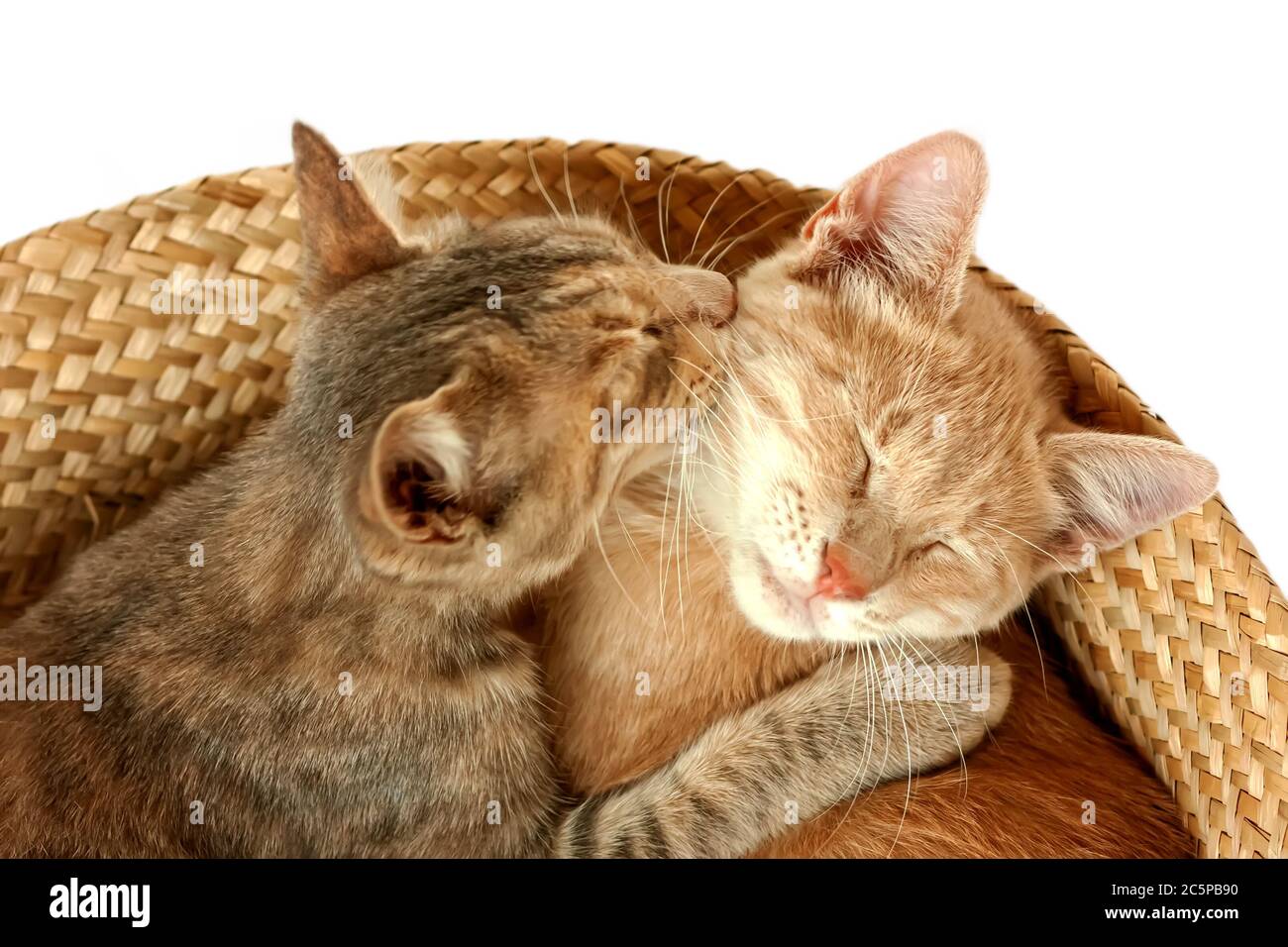Two cute striped fur young cats in a basket on white background. Domestic cute kittens. Veterinary and Internatinal cat day concept. Selective focus. Stock Photo