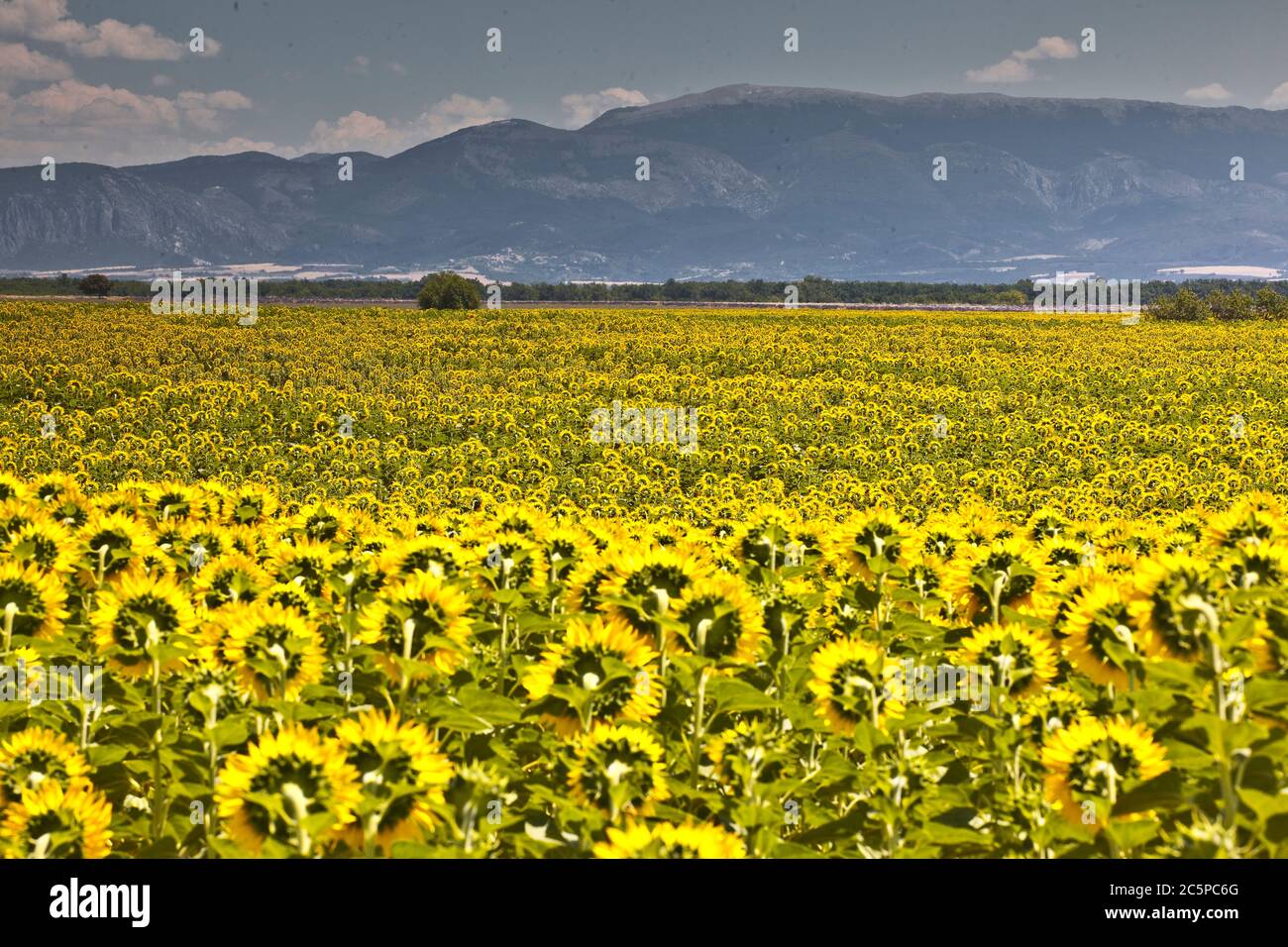 Sunflowers on the plateau de Valensole in Provence, France. Stock Photo