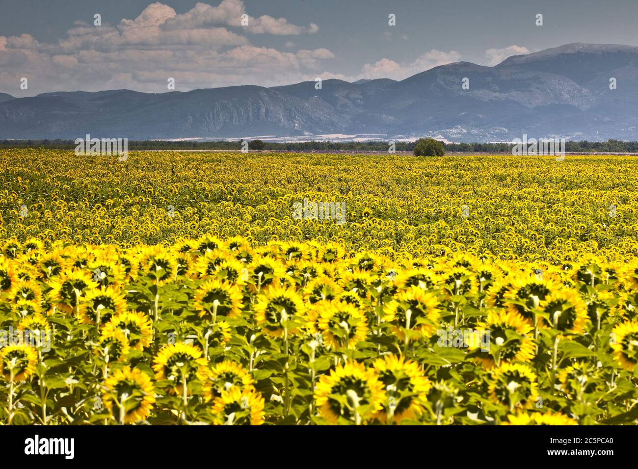 Sunflowers on the plateau de Valensole in Provence, France. Stock Photo
