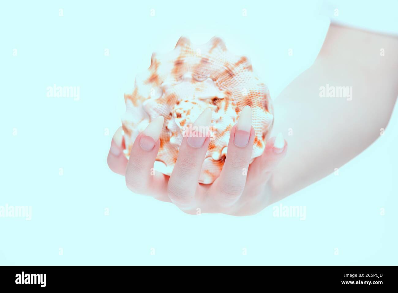 Female hand holds shell. Beautiful fingernails closeup. Сoncept of strong and healthy nails. Healthy and beautiful nails. Calcium for the health of na Stock Photo