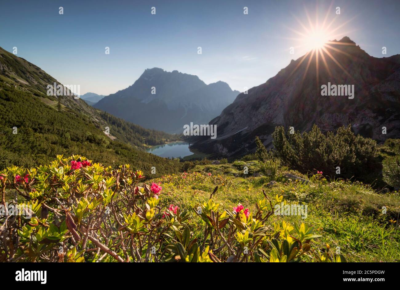 purple rododendron flowering in mountains at summer sunrise Stock Photo