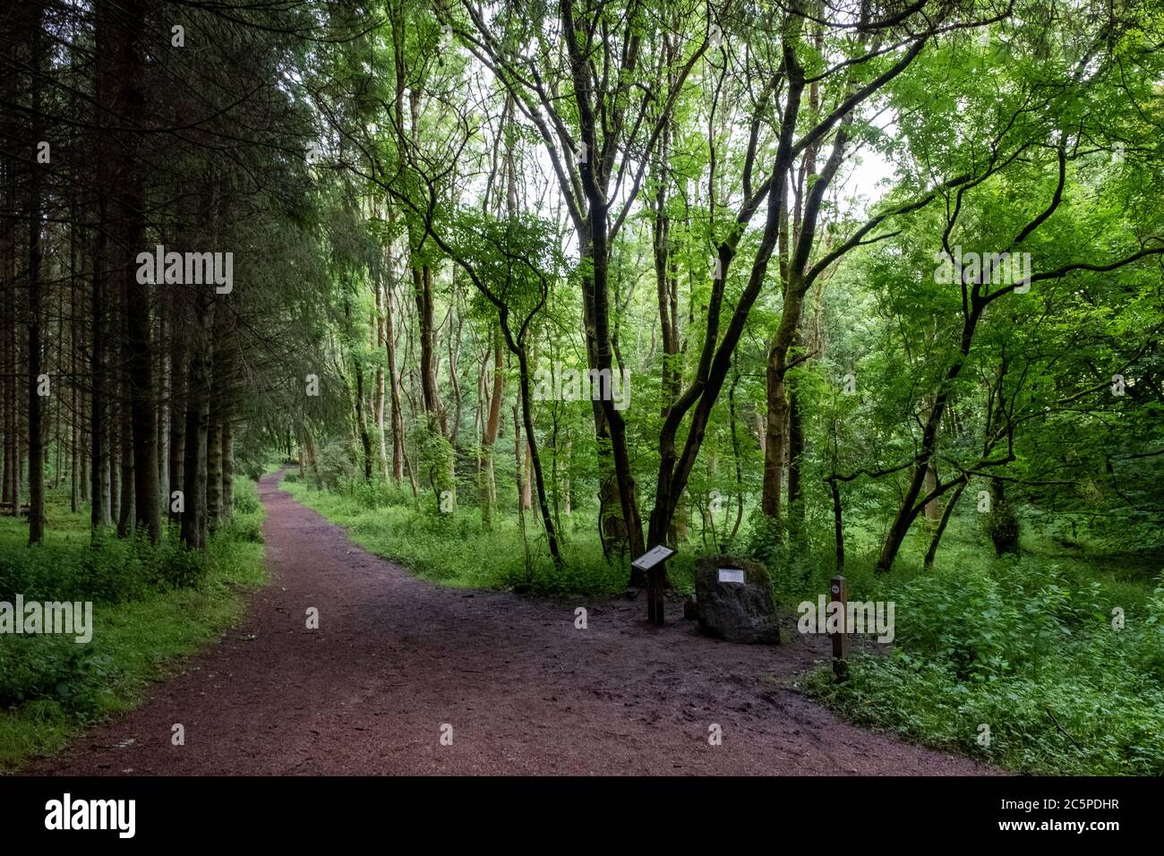 Location of the Dechmont Woods UFO incident. Forestry worker Robert Taylor reported seeing an alien spaceship in the woods near Livingston, in 1979. Stock Photo