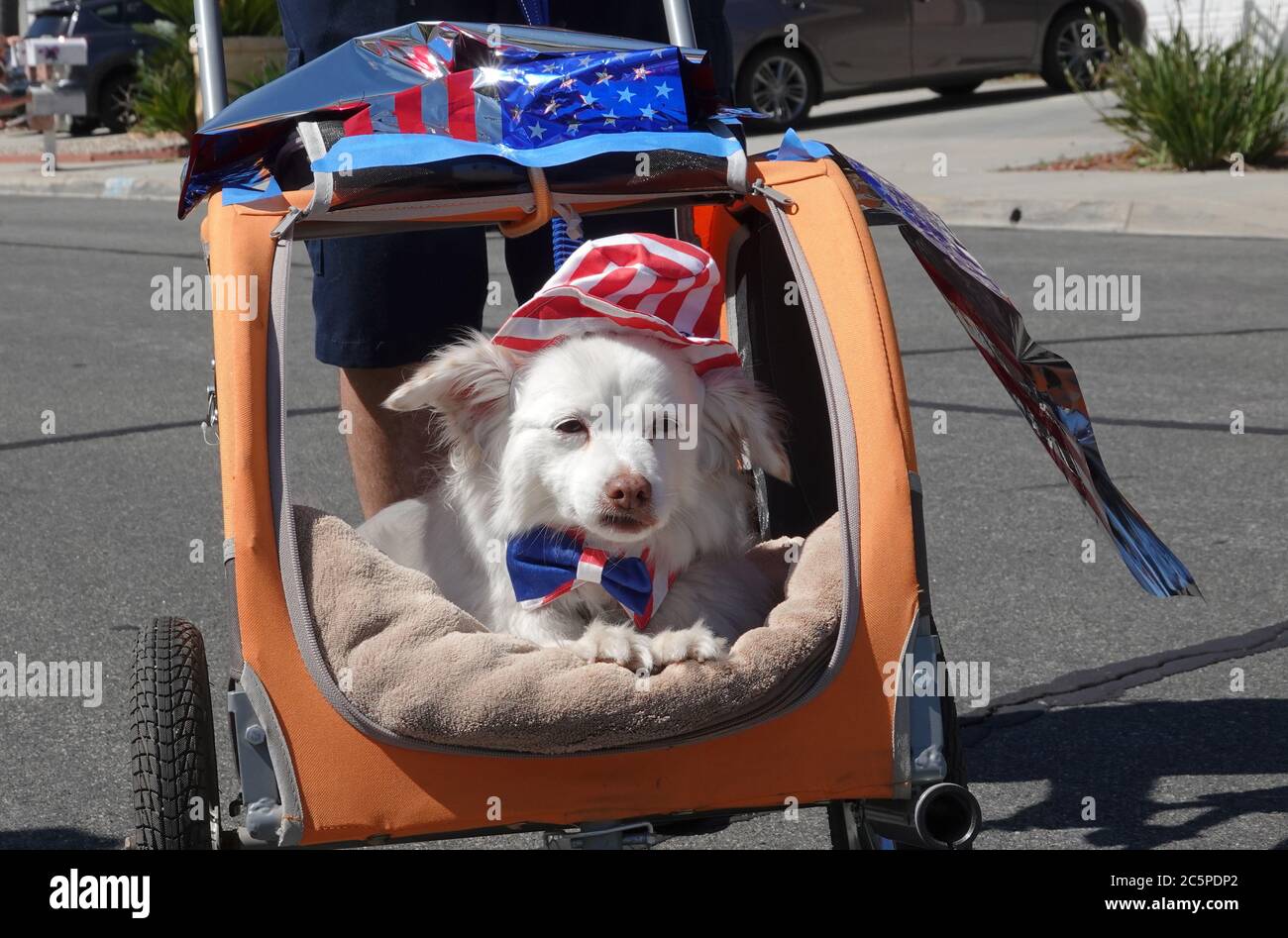 Cute white dog sits in a stroller dressed up for July 4th parade Stock Photo