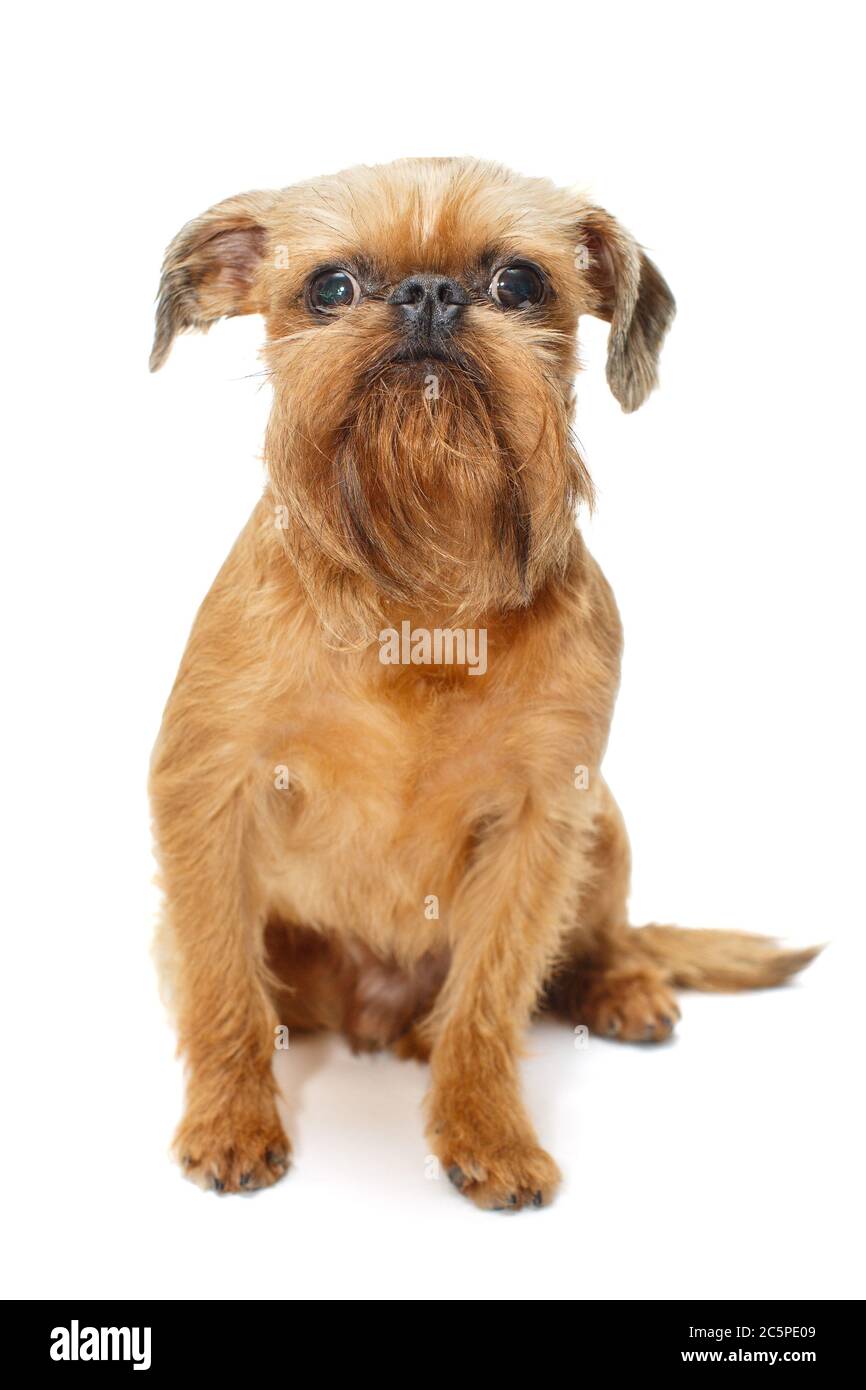Red puppy of the Brussels Griffon, isolated on a white background Stock  Photo - Alamy