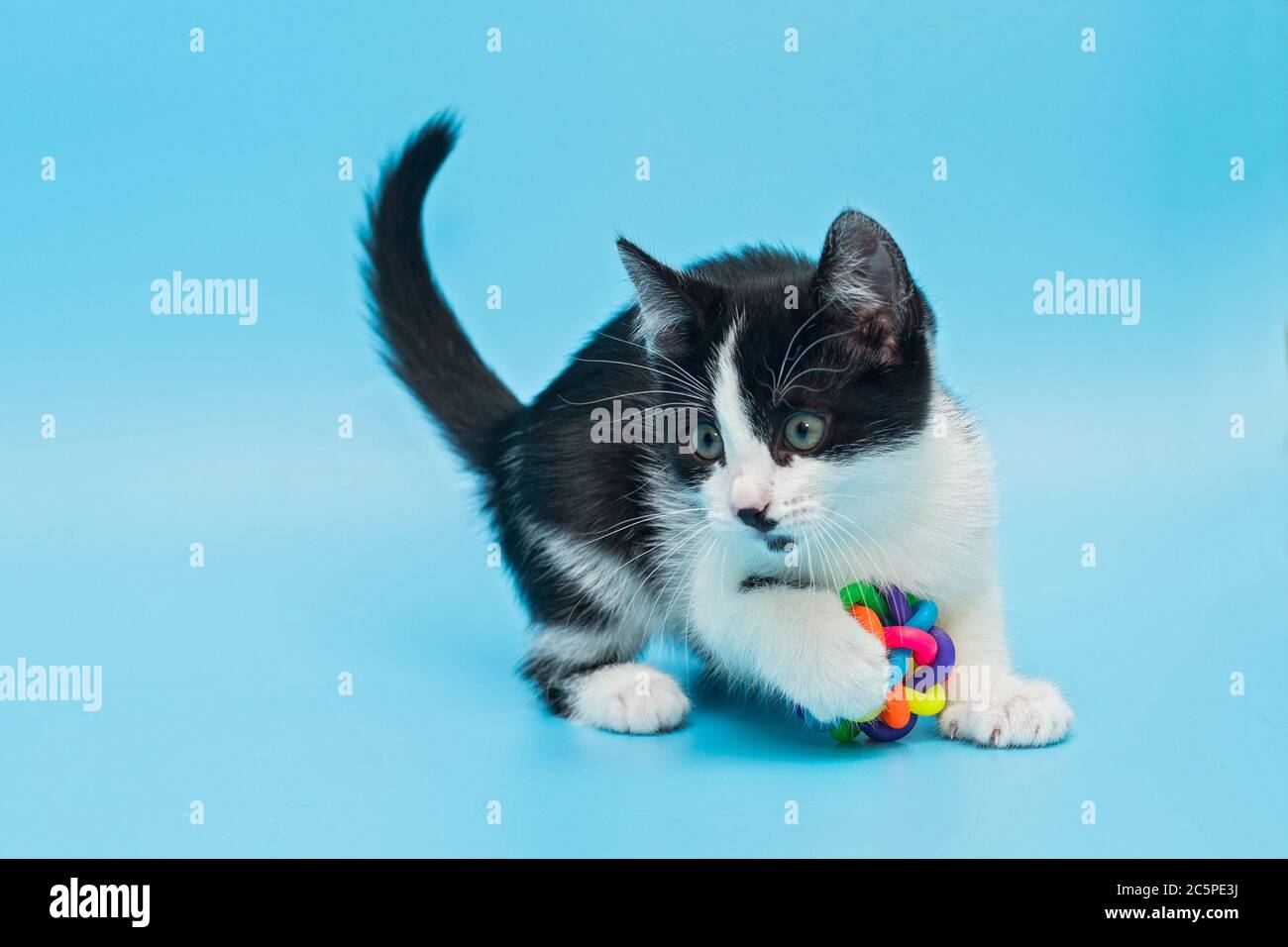 Small, playful kitten plays with a bright ball on a blue background Stock Photo