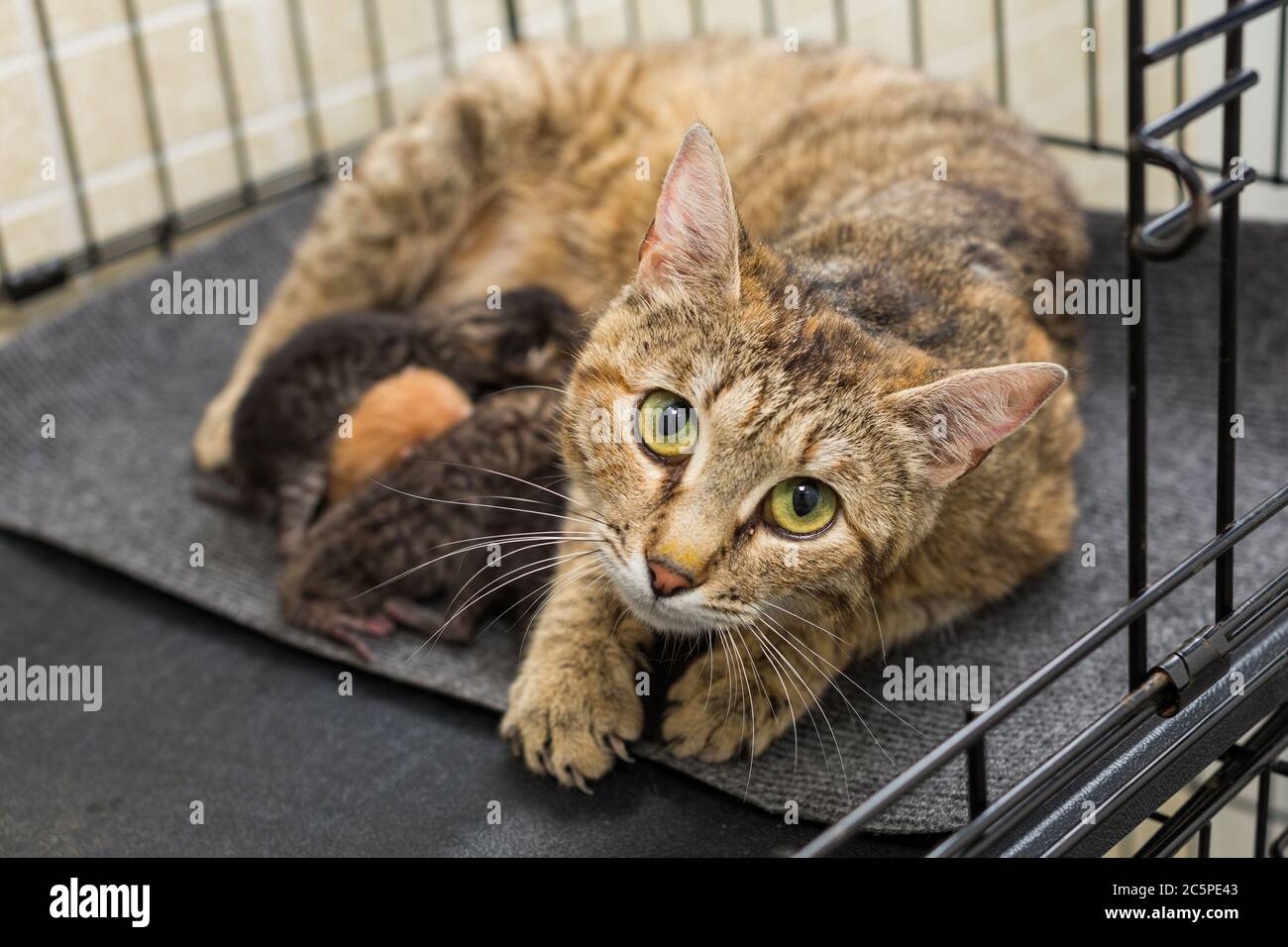 Cat and newborn kittens in the shelter cage Stock Photo Alamy