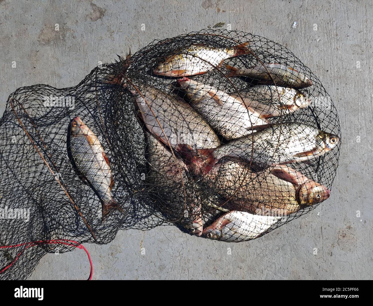 Fishing concept. Freshwater fish on keepnet with fishery catch in it.  In the catch of bream and roach. Stock Photo