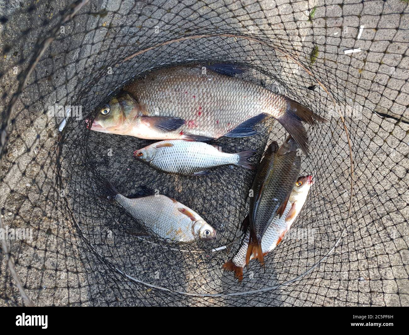 Fishing concept. Freshwater fish on keepnet with fishery catch in