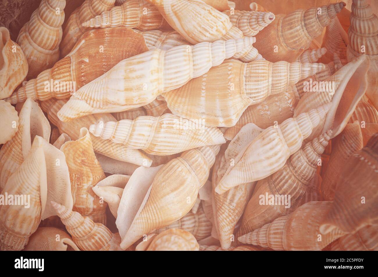 Background from exotic shells. Concept group of sea shells.Sea mollusks close-up. Seashells background. Top view close up of mollusk.Texture of shells Stock Photo