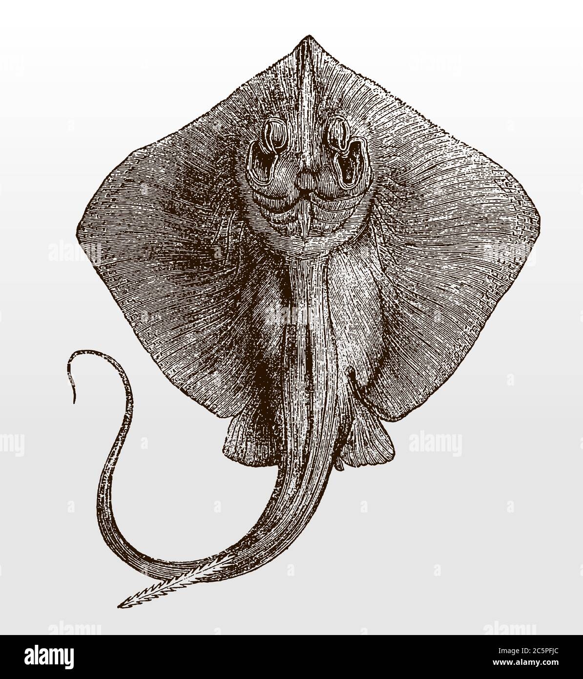 Common stingray, dasyatis pastinaca in underside view after an antique illustration from the 19th century Stock Vector