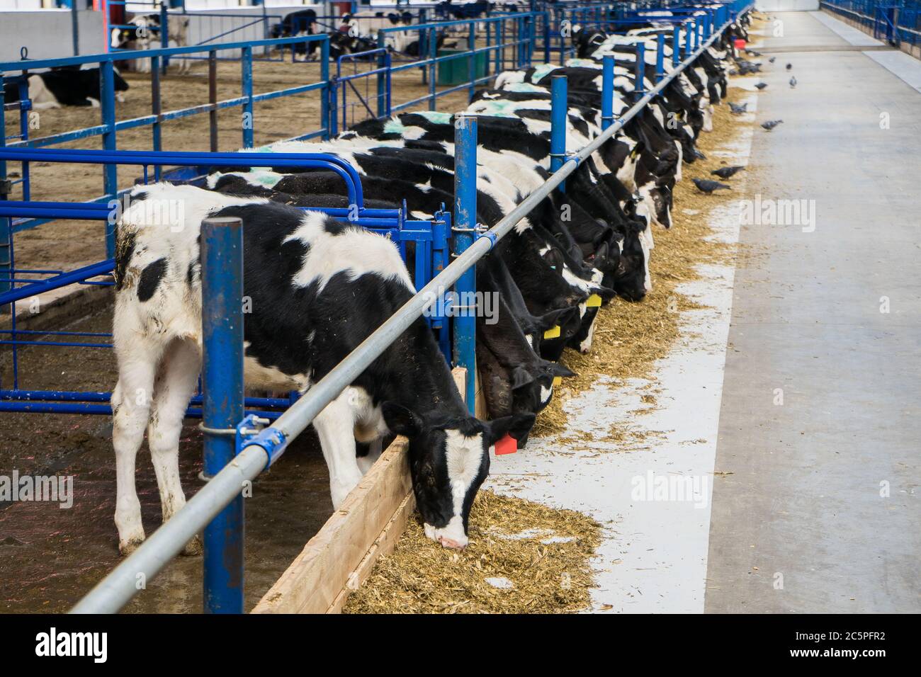 Cow calves in a stall eat food on a dairy farm. Agriculture. Livestock