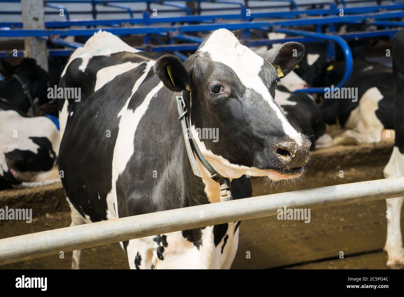 dairy cow on a farm in the stall. A cow is looking close-up. Livestock ...