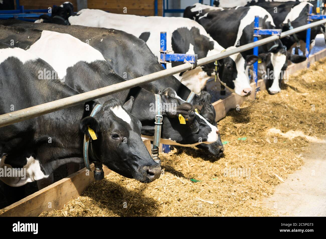 dairy cows on a farm in the stall. Cows eat hay or grass. Livestock