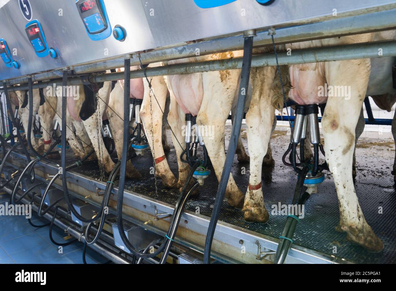 automatic milking machine milks cows on a dairy farm. Growing cows for dairy Stock Photo Alamy